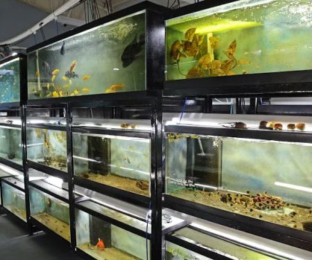 Datz Cichlids & Reptiles