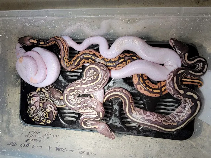 Datz Cichlids & Reptiles Picture 10