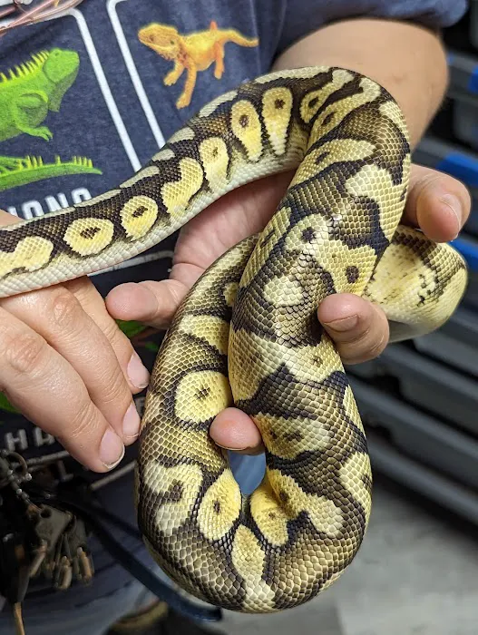 Datz Cichlids & Reptiles Picture 8