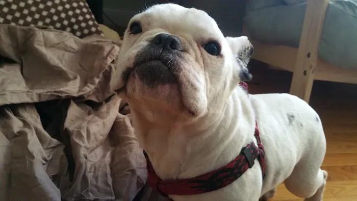 Hampshire Veterinary Hospital Picture 8