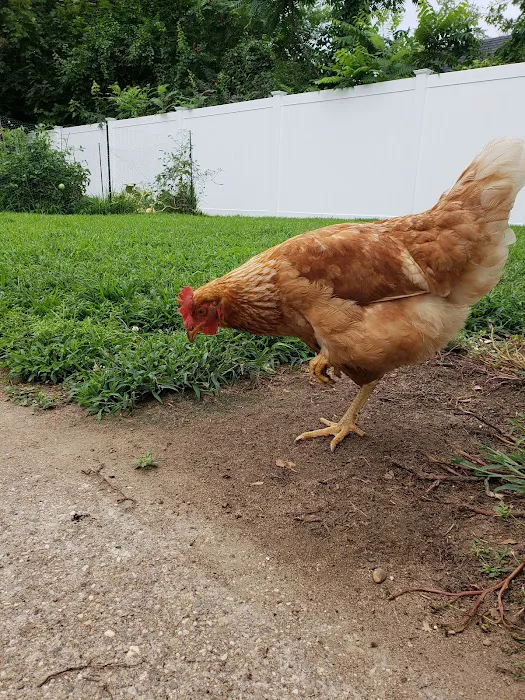 Hampshire Veterinary Hospital Picture 1