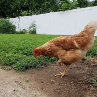 Hampshire Veterinary Hospital ico