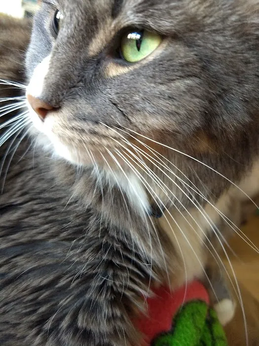 Hampshire Veterinary Hospital Picture 6