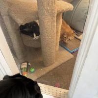 Pet Supplies Plus Portage ico