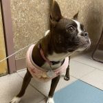 Valley Veterinary Hospital