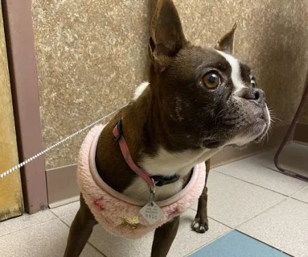 Valley Veterinary Hospital