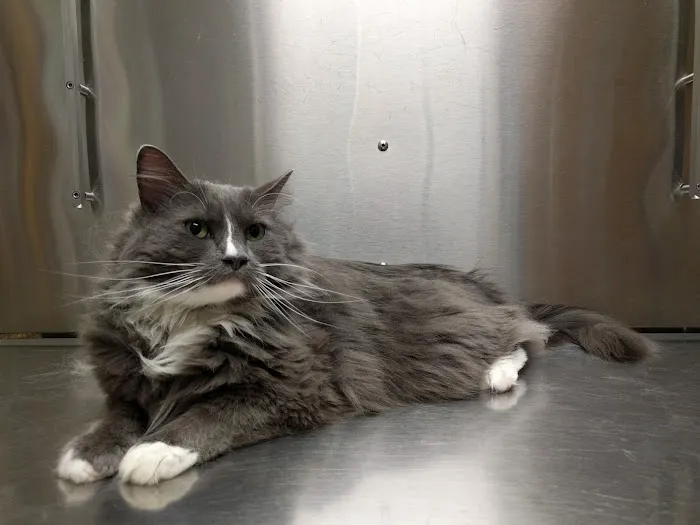 Valley Veterinary Hospital Picture 8