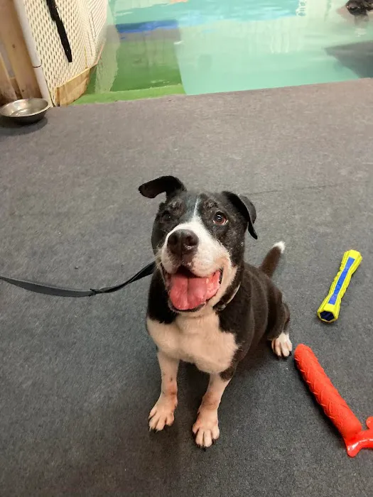 The Dog Dive, LLC Picture 5