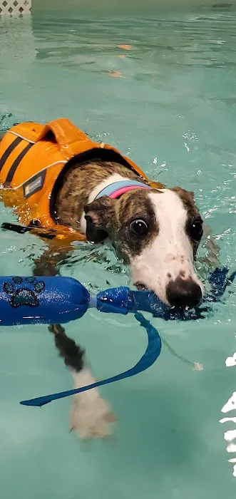 The Dog Dive, LLC Picture 2