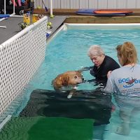 The Dog Dive, LLC ico