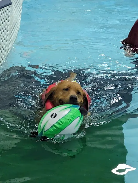 The Dog Dive, LLC Picture 4