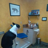 Paxton Animal Hospital ico
