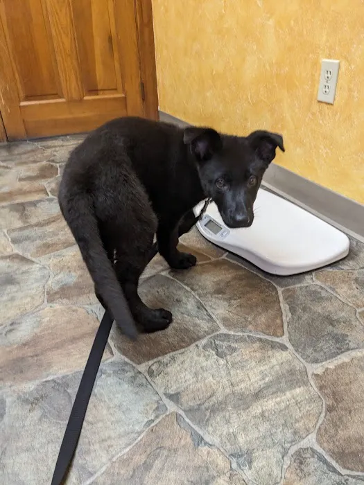 Paxton Animal Hospital Picture 8