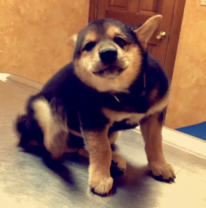Paxton Animal Hospital Picture 4