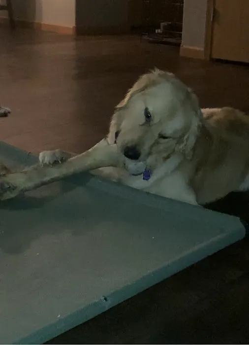 ChewMax Pet Products Picture 6