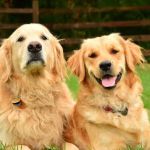 Salmon Brook Veterinary Hospital