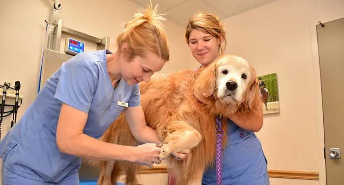 Salmon Brook Veterinary Hospital Picture 5