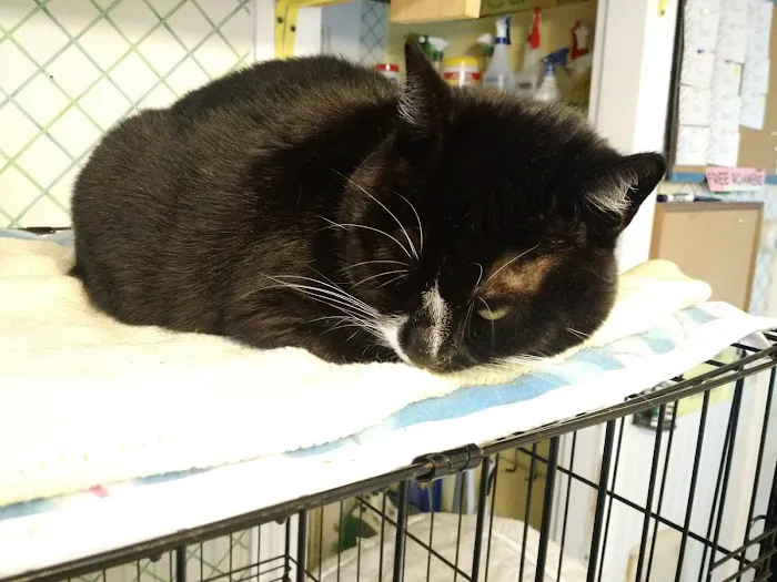 Holistic Vet - Marcie Fallek, DVM, CVA Picture 5