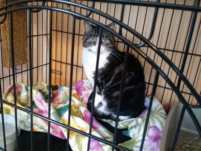 Holistic Vet - Marcie Fallek, DVM, CVA Picture 8