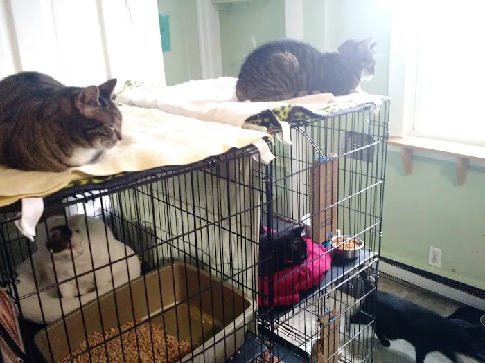 Holistic Vet - Marcie Fallek, DVM, CVA Picture 2