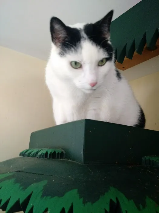 Holistic Vet - Marcie Fallek, DVM, CVA Picture 1