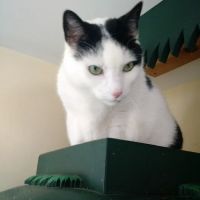 Holistic Vet - Marcie Fallek, DVM, CVA ico