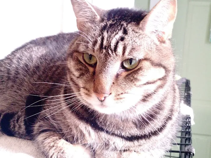 Holistic Vet - Marcie Fallek, DVM, CVA Picture 6