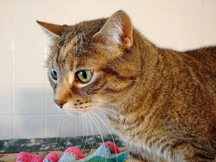 Holistic Vet - Marcie Fallek, DVM, CVA Picture 3