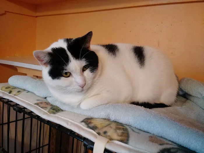 Holistic Vet - Marcie Fallek, DVM, CVA Picture 10