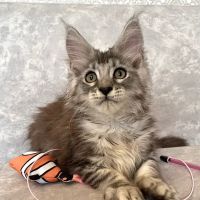 Fluffy and Adorable Corp ico