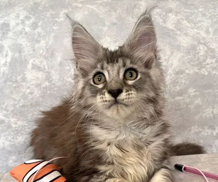 Fluffy and Adorable Corp
