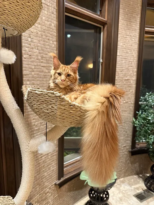 Fluffy and Adorable Corp Picture 10