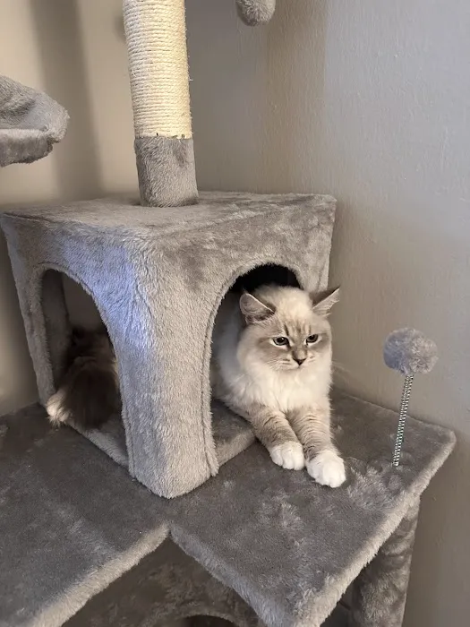 Fluffy and Adorable Corp Picture 2