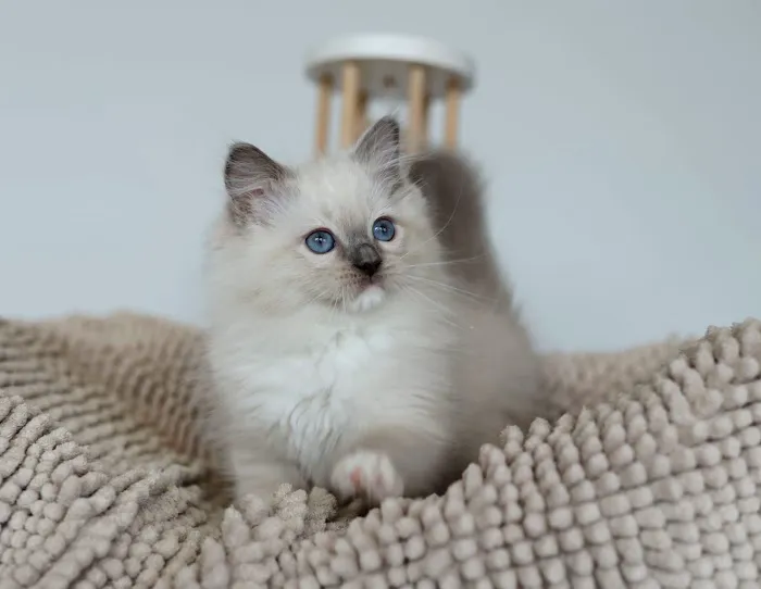 Fluffy and Adorable Corp Picture 8