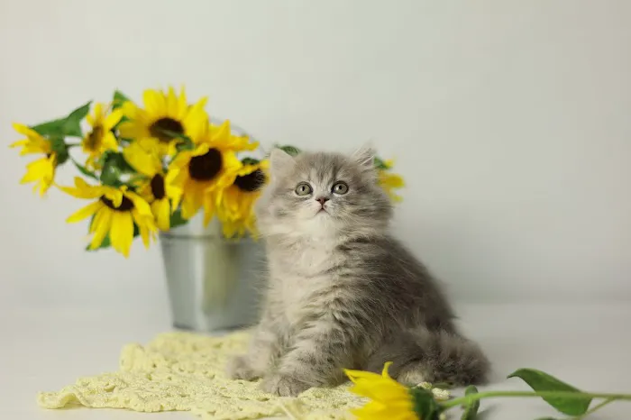 Fluffy and Adorable Corp Picture 9