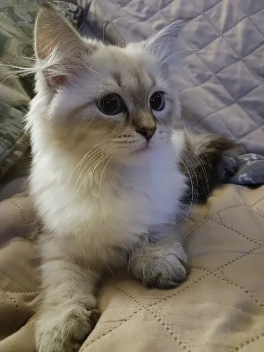 Fluffy and Adorable Corp Picture 7