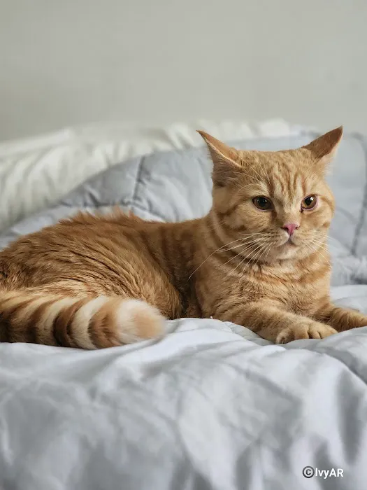 Fluffy and Adorable Corp Picture 4