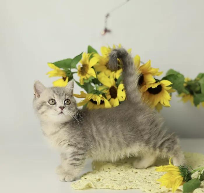 Fluffy and Adorable Corp Picture 5