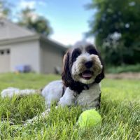 Community Animal Hospital ico