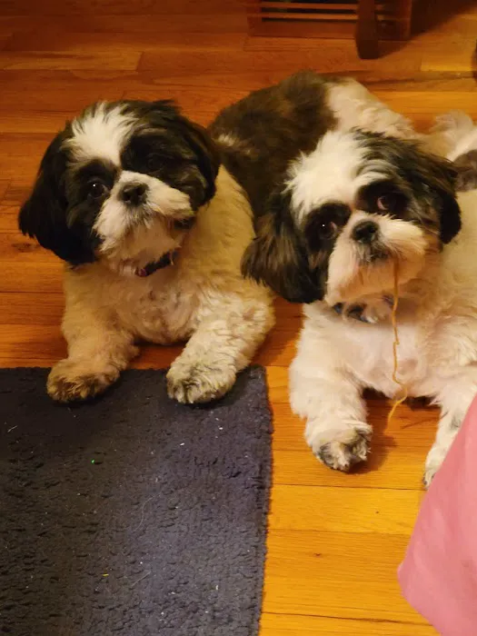 Community Animal Hospital Picture 3