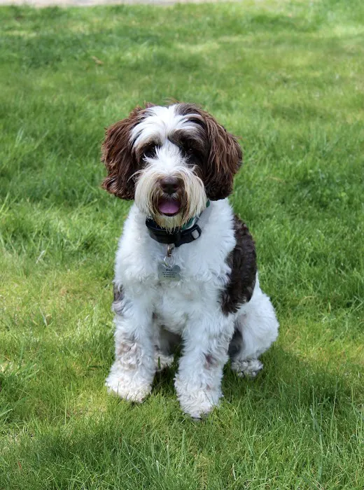 Community Animal Hospital Picture 4