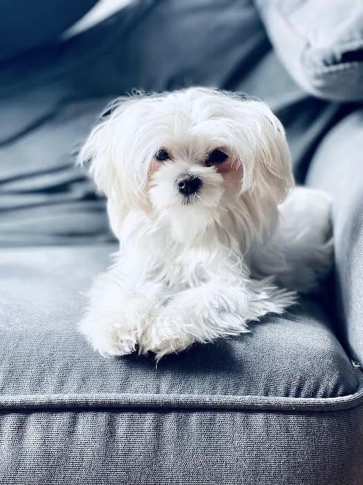 Community Animal Hospital Picture 2