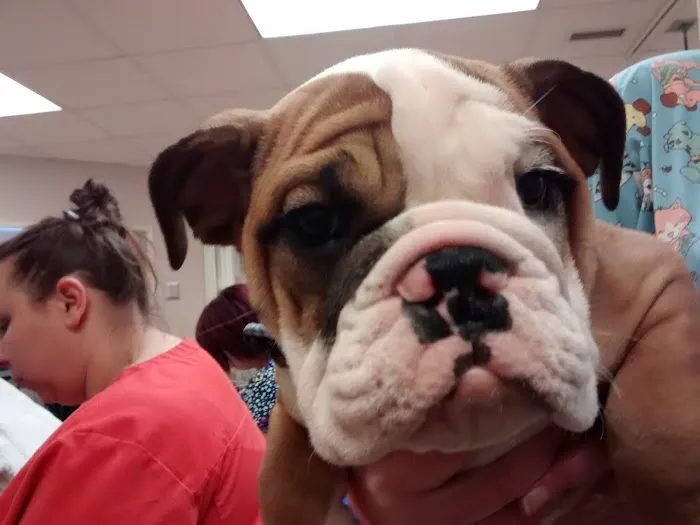 Community Animal Hospital Picture 9