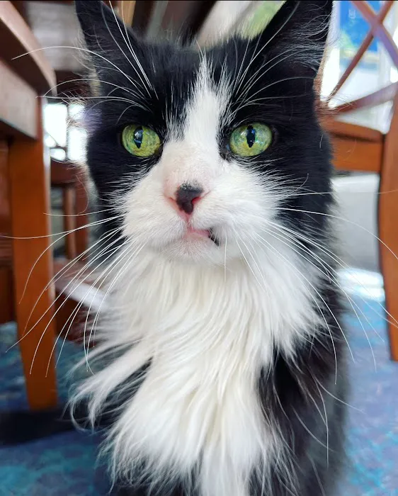 Community Animal Hospital Picture 7