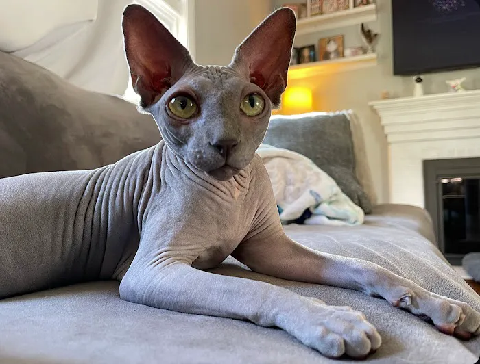 Community Animal Hospital Picture 8