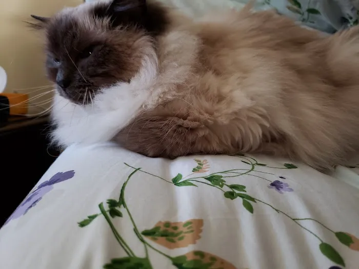 Community Animal Hospital Picture 6