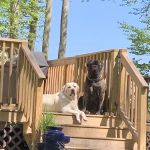 Milford Animal Hospital