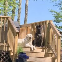 Milford Animal Hospital ico