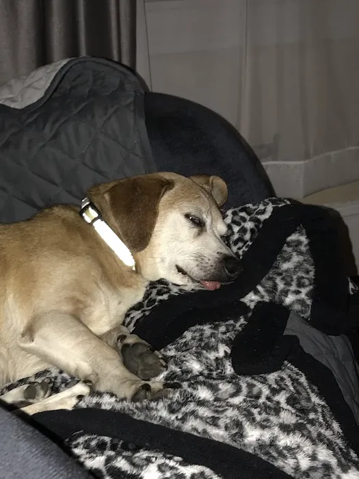 Milford Animal Hospital Picture 4