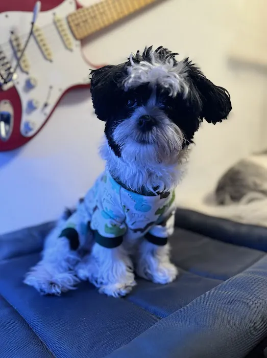 Patty's Pups Picture 2